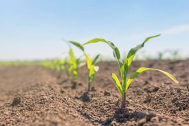 Young green corn growing on the field. Young Corn Plants.