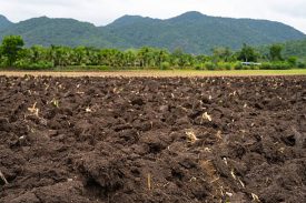 Plowed agricultural field after sugarcane harvest with rich brown soil prepared for new planting. Food security, soil health, and sustainable farming landscape in rural countryside. World soil day.